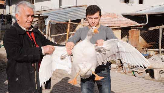 -Yılbaşında hindi yerine kaz önerisi İklim özellikleri ve doğal ortam nedeniyle en lezzetli kazların Bozkuş köyünde yetiştirildiğini savunan Bağ, "Kaz yavruları Mart - Nisan gibi yumurtadan çıkıyor,