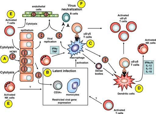 GİRİŞ-AMAÇ CMV enfeksiyonunun patogenezi, immun sistem ve virüs arasındaki çok sayıda