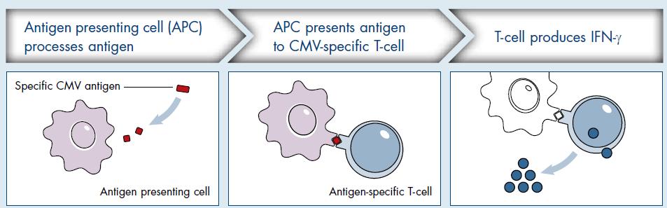 CMV spesifik hücresel immün yanıt izlemi Quantiferon-CMV,QIAGEN,USA HLA sınırlı CMV peptidleri ile ex vivo uyarılan CD8