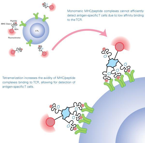 Tetramer bazlı akış sitometri CFC ( Cytocine flow cytometry) : ICS (Intracellular Cytocine Staining) : Sitokin akış sitometri : Hücre içi Sitokin Boyama