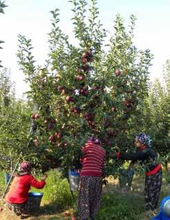 Afşar Köprüsü Selçuklular Dönemi ne ait olduğu bilinen köprü günümüzde de kullanılmaktadır.