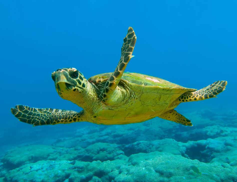 NESLİ KORUNMASI GEREKEN DENİZ KAPLUMBAĞASI: Caretta Caretta Caretta caretta olarak bilinen bu sevimli deniz kaplumbağaları, her yıl okyanusları aşarak Akdeniz den Dalyan da bulunan İztuzu Plajı na