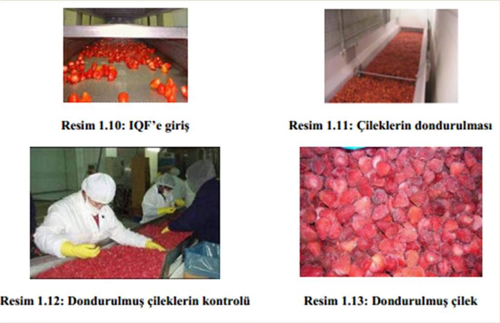 Ön işlemleri tamamlanmış çilekler IQF teknolojisi ile dondurucu tünellerde şoklanır. Çilekler tane büyüklüğü bakımından IQF de dondurulmaya oldukça elverişli meyvelerdir.