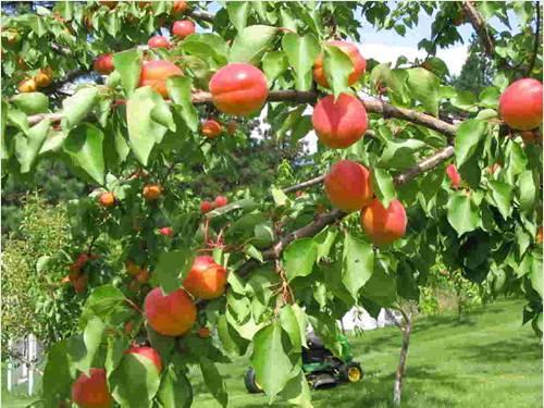 Ancak dış yüzeyleri çevre koşullarına bağlı olarak kendilerine özgü bir mikroflora ile