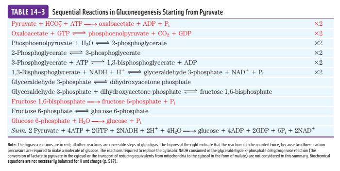 Gluconeogenesis Is Energetically Expensive, but Essential The sum of the biosynthetic reactions leading from pyruvate to free blood glucose is For each molecule of glucose formed from pyruvate, six