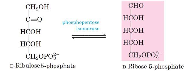 Phosphopentose isomerase converts ribulose 5-phosphate to its aldose isomer, ribose 5-phosphate.