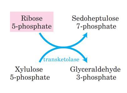 In tissues that require primarily NADPH, the pentose phosphates produced in the oxidative phase of the pathway