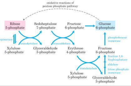 All the enzymes in the pentose phosphate pathway are located in the cytosol, like those of glycolysis and most of those of gluconeogenesis.