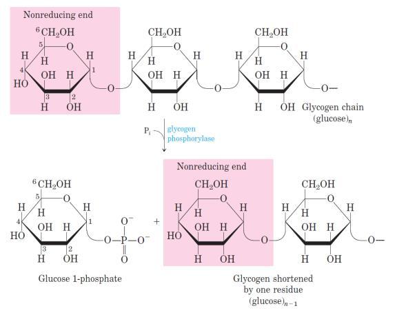 Glikojen Metabolizması Pek çok canlıda glukozun fazlası depolanmak üzere polimerik formlara çevrilir. Bu polimer omurgalılar ve pek çok mikroorganizma için glikojen, bitkiler için nişastadır.