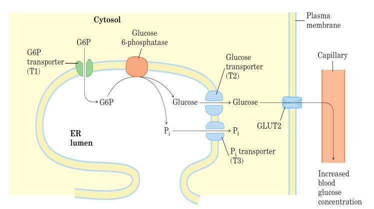 Bu fosforoliz reaksiyonu, diyetle alınan glikojenin ve nişastanın glikozidik bağlarının amilaz tarafından hidrolizi reaksiyonundan farklıdır.