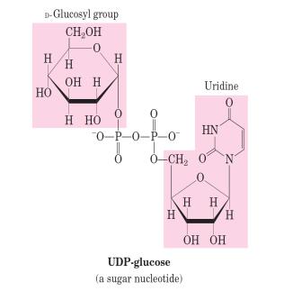 Glikojen Sentezi - Glikojenez Hekzosların meydana geldiği veya polimerleştiği pek çok metabolik reaksiyon şeker nükleotidleri ile gerçekleşir.