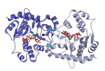 Glikojen sentaz dallanma noktalarındaki (α1 6) bağlarını oluşturamaz; bu bağlar glikojen dallanma yapıcı enzim ile oluşturulur. Glikojen sentaz enzimi sıfırdan (de novo) glikojen sentezini başlatamaz.