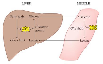 In mammals, gluconeogenesis takes place mainly in the liver, and to a lesser extent in renal cortex and in the epithelial cells that line the inside of the small intestine.