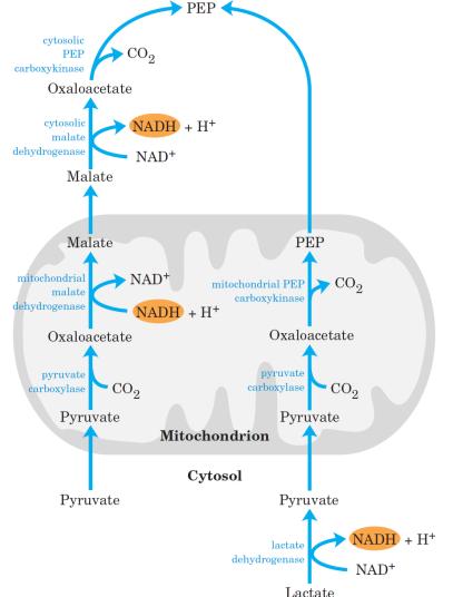 The oxaloacetate is then converted to PEP by phosphoenolpyruvate carboxykinase.