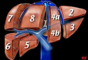 GENEL BĠLGĠLER KARACĠĞERĠN ANATOMĠSĠ Karaciğer abdomendeki en büyük organdır. Büyüklüğü ve konturları kişiden kişiye değişiklik gösterir.