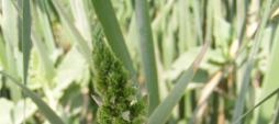 Amaranthus retroflexus