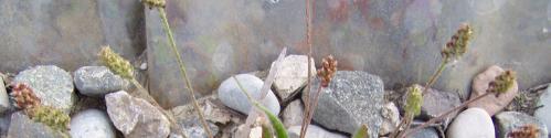 Plantago lanceolata