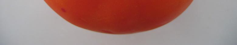 3. Denemede kullanılan domates