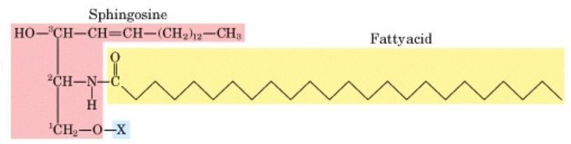 Sfingolipidler: Gliserol içermeyen, yağ asidi ve uzun