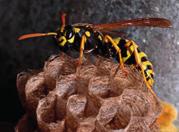 33 A Biochemical Approach to Some Hornet and Wasp Nests (Vespa crabro and Polistes dominula) Emine BAGDATLİ1, Ömer ERTÜRK2 1Ordu University Faculty of Arts and Sciences, Department of Chemistry,a