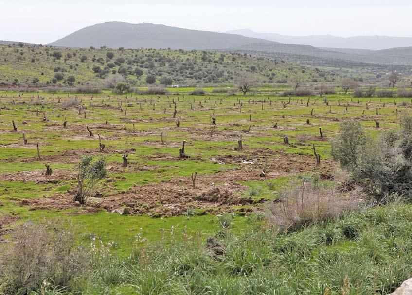 5 Zeytin ağaçları, Yenişakran daki arazide kurallara