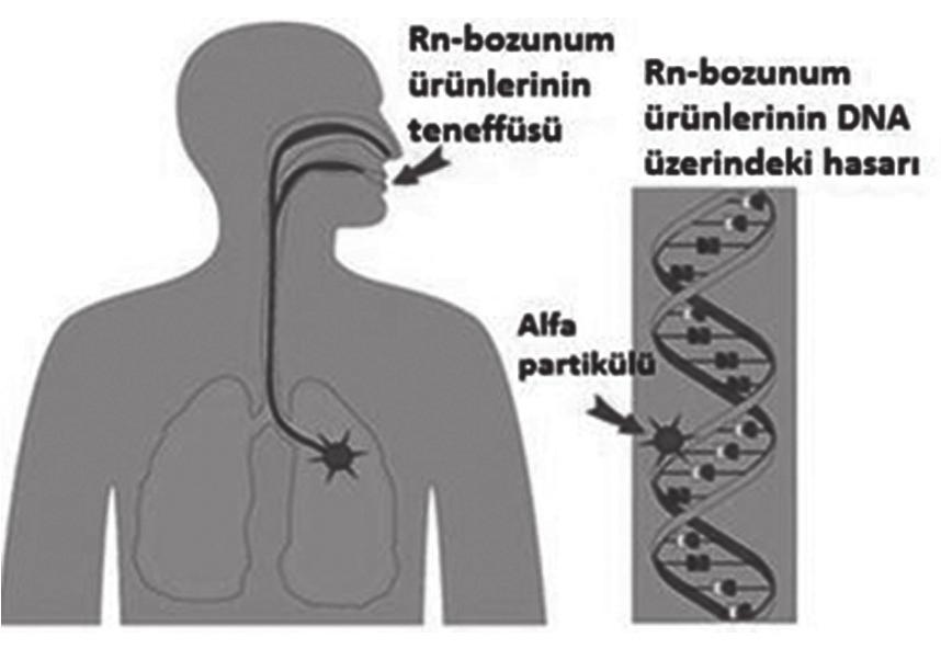 Nefes alıp-verme süresiyle kıyaslandığında, daha uzun bir yarı ömre sahip olan 222 Rn (3,82 gün) dikkate değer ölçüde vücut tarafından tutulmaz; akciğerlerde yarı ömrünü tamamlayamadan yine nefes