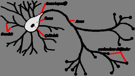 Şekil 3.1. Basit bir biyolojik sinir hücresi (Öztemel, 23). Yukarıdaki şekilde görülen biyolojik sinir hücresi sinapslar, soma, akson ve dentritlerden oluşmaktadır.