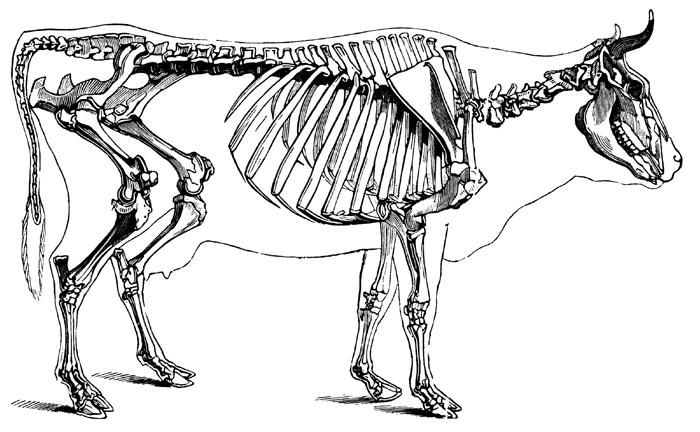 15 1.4.1.1. Bos (Bos Taurus) Bu türün üyelerinin inslar tarafından Neolitik dönemin erken zamanlarında evcilleştirildiği düşünülmektedir.