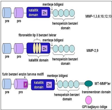 Şekil 1. MMP enzimlerinin moleküler yapısı (58) no lu kaynaktan modifiye edilmiştir. 2.2.3.