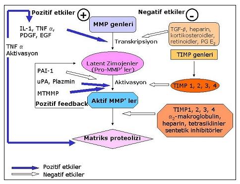 α, Basic fibroblast growth faktör), hücre-hücre ve hücre-matriks etkileşimleri ile uyarılabilir.