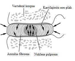 Erişkinlerde disk avaskülerdir, kan damarları sadece diske bitişik longitudinal ligamanlarda ve yaşamın erken evresinde (12 aylıktan küçük) kartilajinöz son plaklarda bulunmakta olup spinal arterin