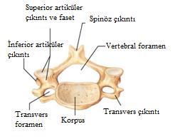 Birinci ve ikinci servikal vertebra, diğer servikal vertebralardan belirgin yapı ve işlev bakımından farklılıklar gösterir. Birinci servikal vertebra olan atlasta korpus ve prosesus spinosus bulunmaz.
