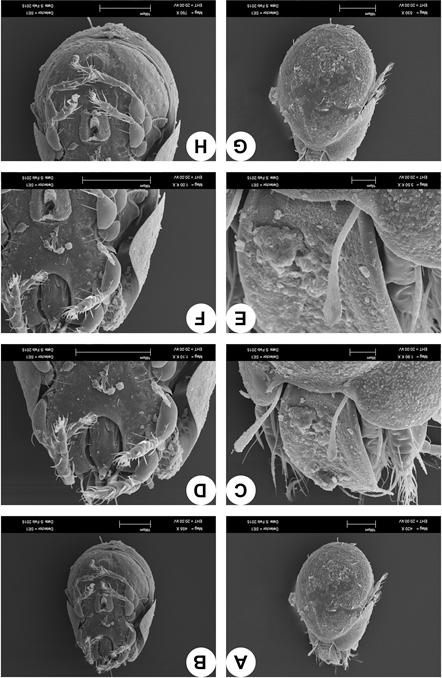 Şekil 1. Peloptulus montanus Hull, 1914. A- Vücut sırttan, B- Vücut karından, C- Prodorsum D- İnfrakapitulum, E- Sensillus, F- Epimeral bölge, G-Notogaster, H- Genito-anal bölge.