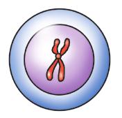 Çok sayıda mitoz gerçekleşiyorsa 2 n bağıntısı ile oluşan hücre sayısı bulunabilir. n bölünme sayısıdır.
