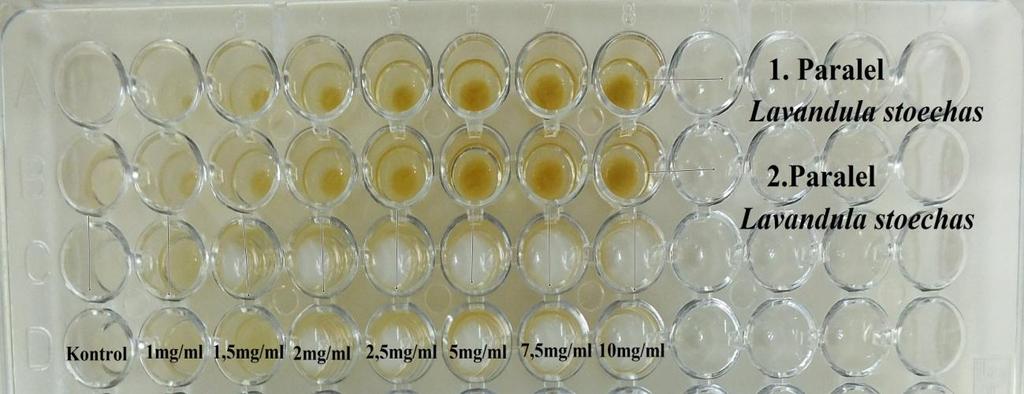 konsantrasyonu elde edildikten sonra, her bir kuyucuğa 10 ar µl maya kültüründen ilave edilmiştir. Kuyucuklara besiyeri aktarılarak toplam hacim 0 µl ye tamamlanmıştır.