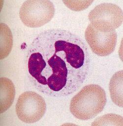 Granülositler Nötrofil: İnsan kanında en fazla bulunan