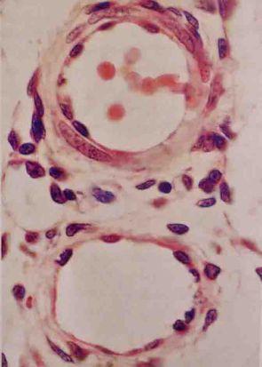 eritrosit arteriol venül Resim 2. Arteriol ve Venül (histolojik kesit) (König ve Lieebich, 2007) 1.1.3.