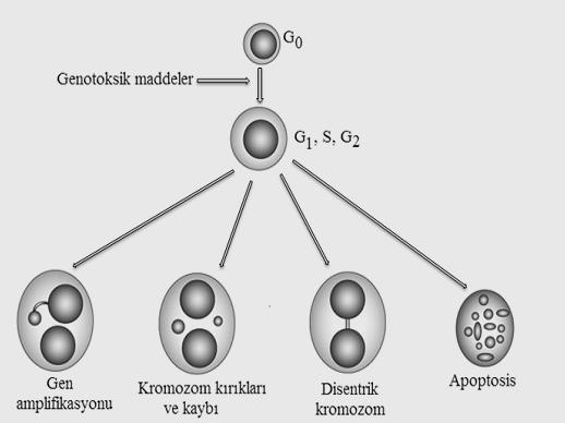 18 Şekil 1.8. Sitokinezi bloklanmış MN yöntemi ile bazı sitogenetik anomalilerin tayin edilmesi (Şekeroğlu ve Atlı-Şekeroğlu, 20