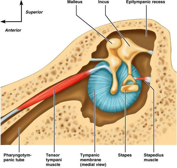M. tensor timpani nin kasılması çekiç kemiğinin uzun kolunu mediale doğru çeker ve kulak zarının titreşimini