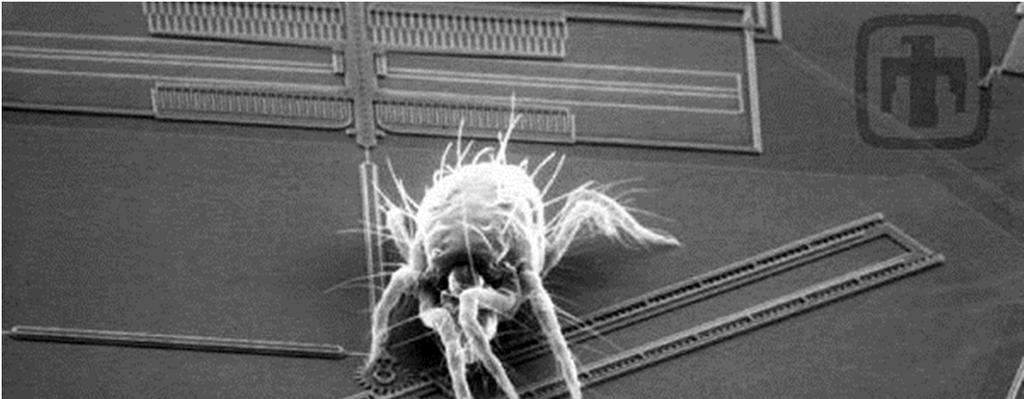 A mite measuring 500µ long sits on a