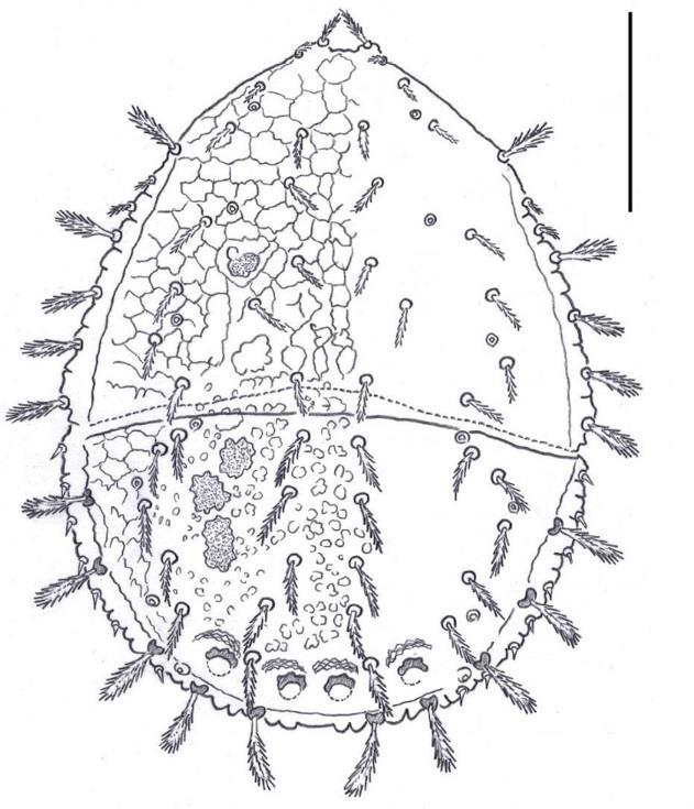 4.3.9 Prozercon plumosus Călugăr, 2004 DİŞİ (Şekil 4.83; 4.84) Vücut 337-349 (344) / 239-252 (245) μm büyüklüğündedir (n:3). Podonotum üzerindeki kılların tamamı tüylüdür.