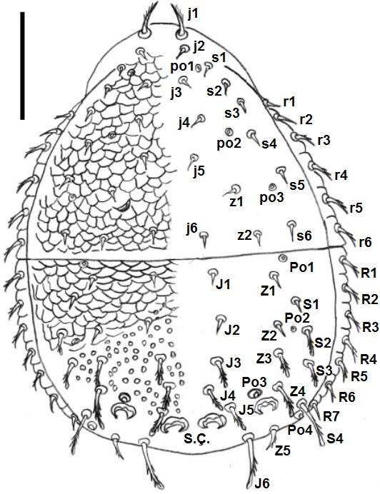 Podozomal bölge 4 çift bacağa, sternapofize, sternal plağa (Sts), eşeysel plağa (Gs) (erkek ve nimflerde sternogenital plak şeklinde), peritremal plağa (Pes), peritreme (Pr), endopodal ve parapodal