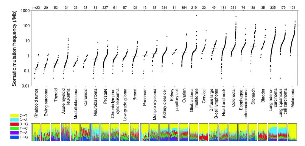 Farklı Tümörlerde Somatik Mutasyon Farklılıkları Yüksek somatik mutasyonlar