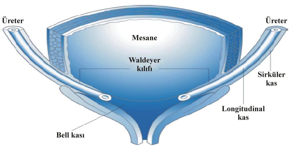 6 çok önemlidir (26,27). Üreter, gebeliğin 28. gününde, gevşek mezenkim hücreleri ile çevrelenmiş epitelyal bir tüp halini alır. Üreteral müskülarizasyonun ilk bulguları gebeliğin 12.