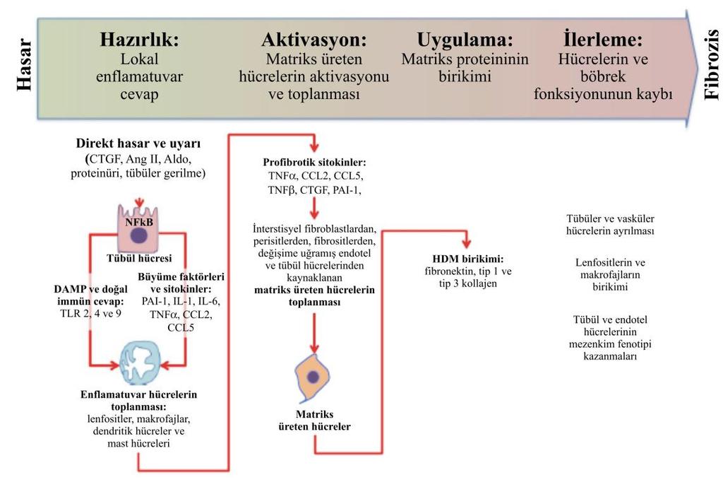 24 Şekil 2.5. Renal fibrozis patogenezi. 2.9. Renal Fibrozisi Artıran Faktörler ve Moleküler Sinyal Yolları 2.9.1.