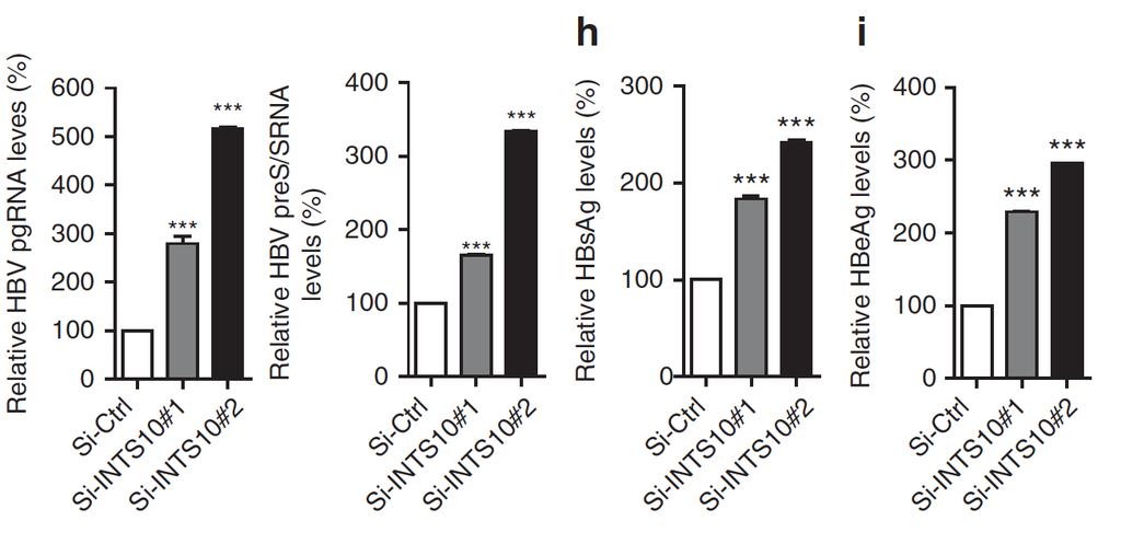 Figure 2 INTS10 suppresses HBV