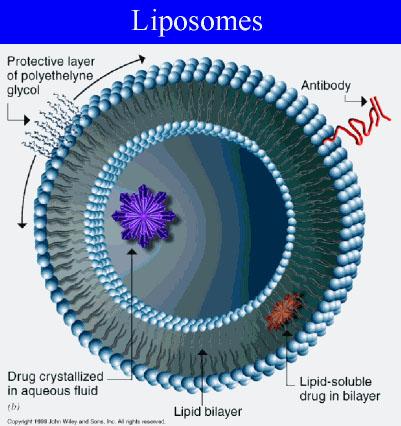 Belli bir hacmi saran lipit ikili tabaka LİPOZOM olarak adlandırılır.