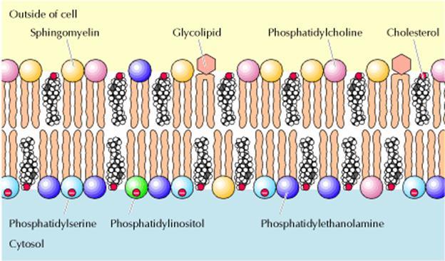 Gliserofosfolipitler ve sfingolipitler,