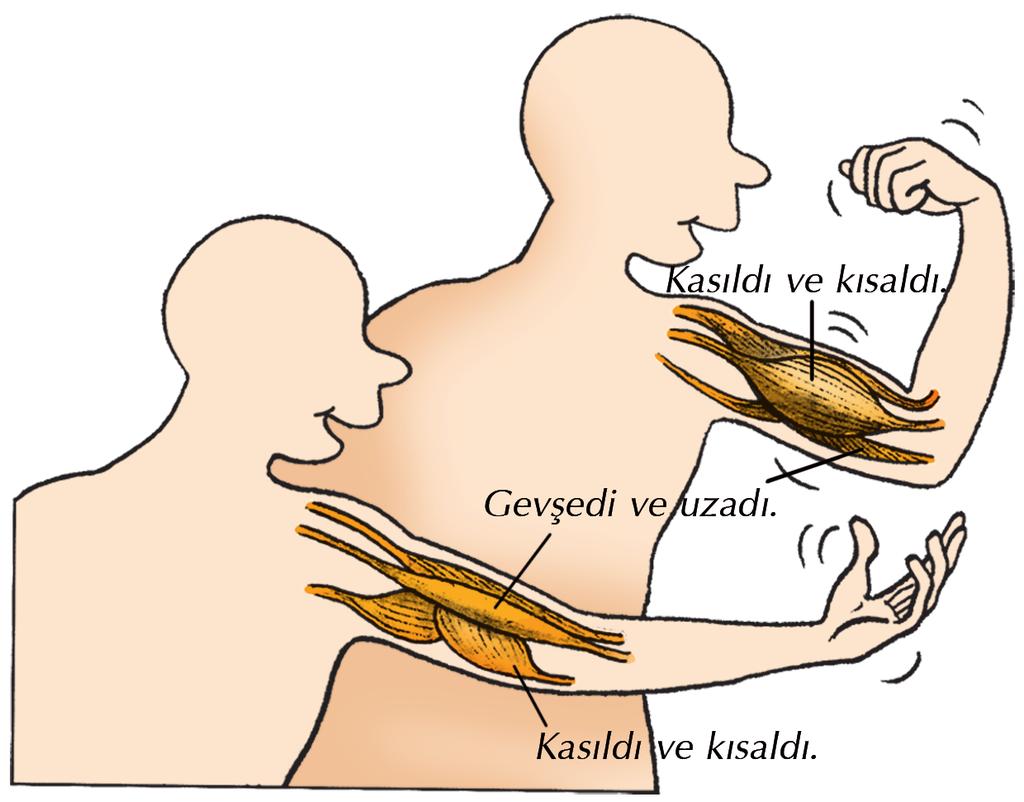 bilgi 1. durum Hareketimizi gerçekleþtiren bölgedeki kasýmýz kasýlýr. Kasýlan kasýn boyu kýsalýr. Kas þiþkin bir görünüm alýr. 2.