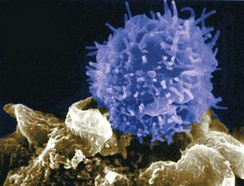 T Benim adım T hücresi. Vücudumuzda bulunan ve hastalıklara karşı savunma için hazır bekleyen bağışıklık sistemi hücrelerinden biriyim.